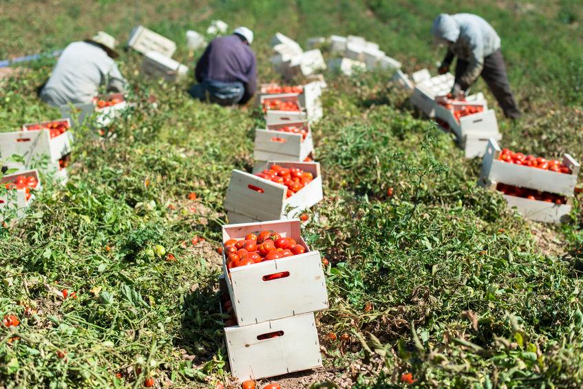 caporalato-campo-pomodori