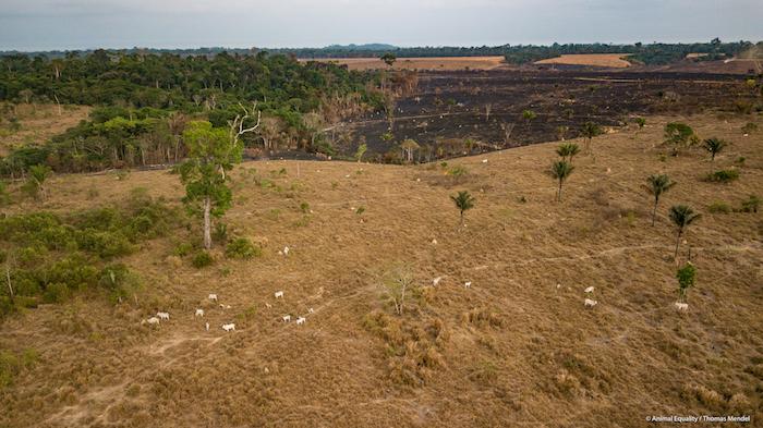 amazzonia-incendi