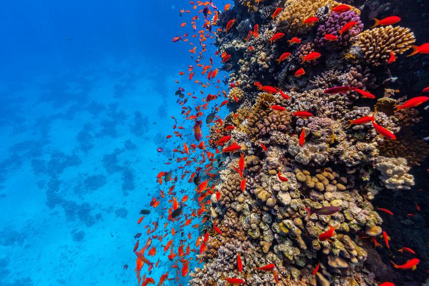 Coralli resistenti alle alte temperature nel Mar Rosso 