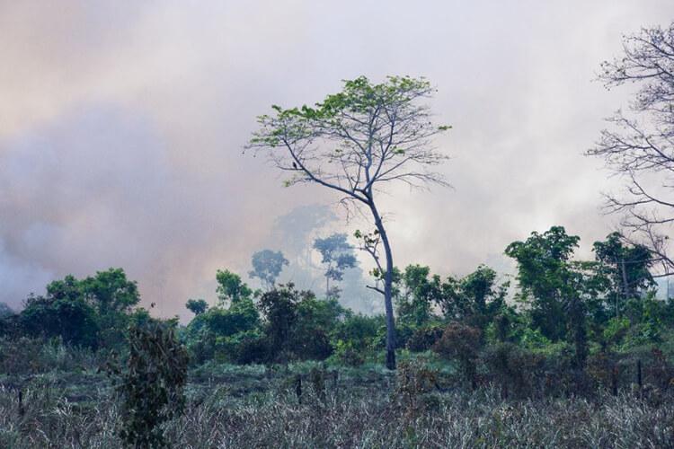 deforestazione-amazzonia