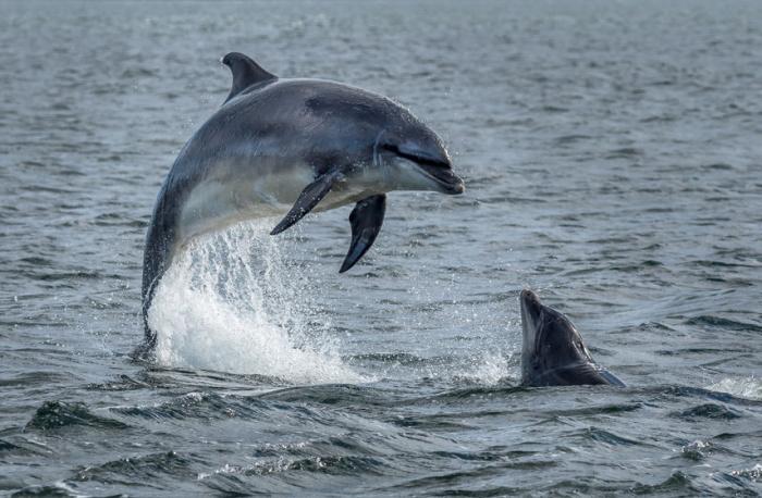 dolphins-and-squid