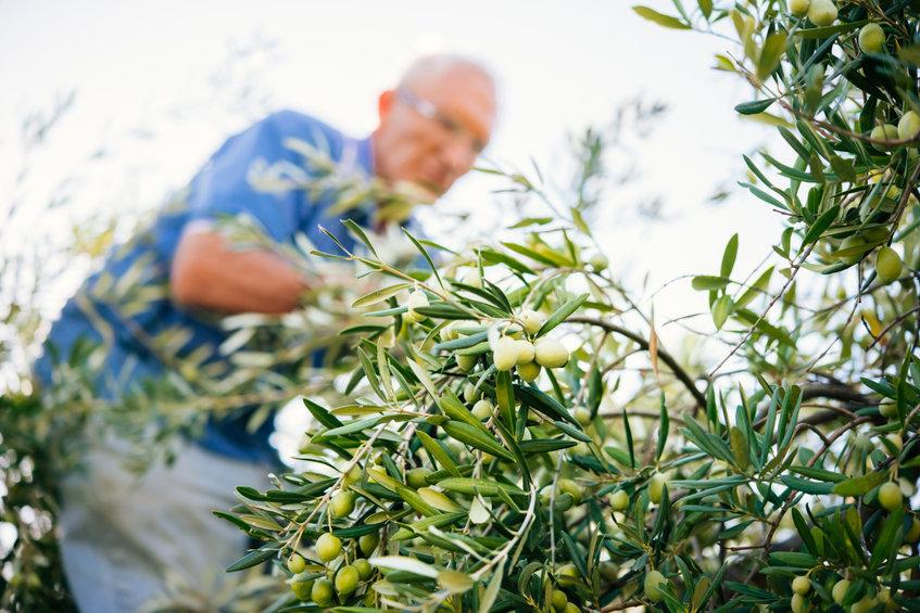 Difendere l'olivo italiano