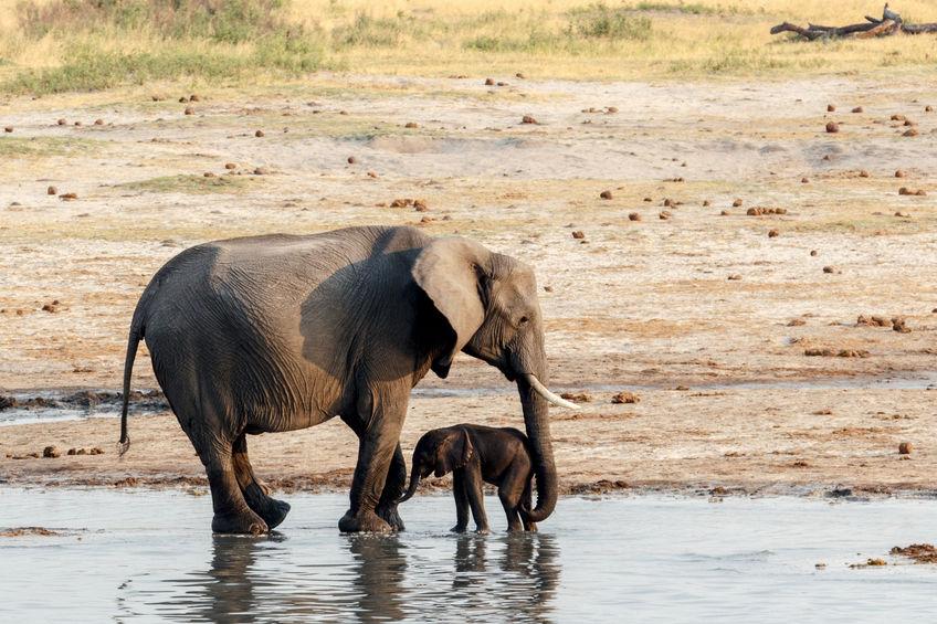Elefanti Botswana morti sospette