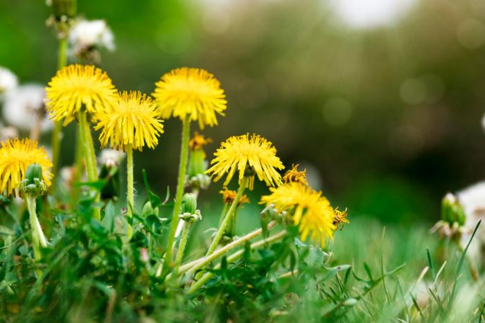 erbe-spontanee-intervista-maria-rosa-macchiella