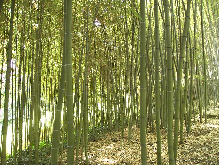 orto-botanico-bambu