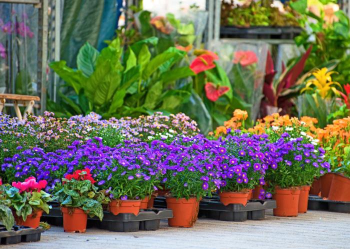 floralia floralia