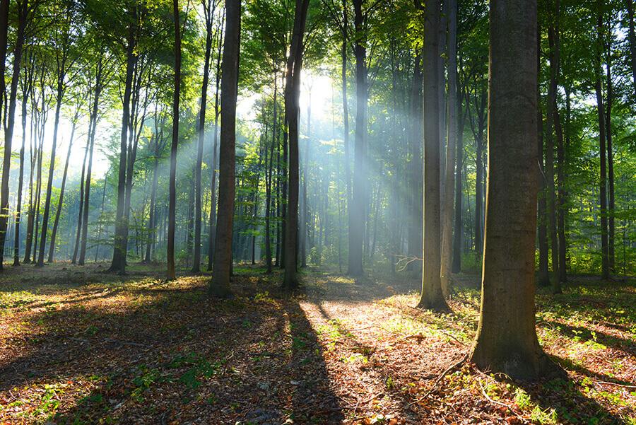 foreste-alberi