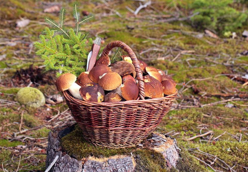 funghi-lombardia