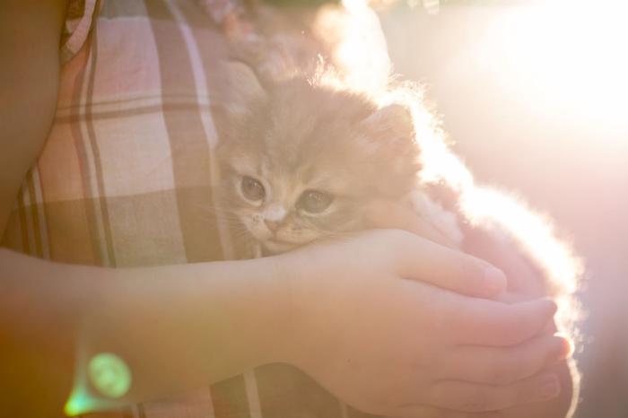 gatto-coccole