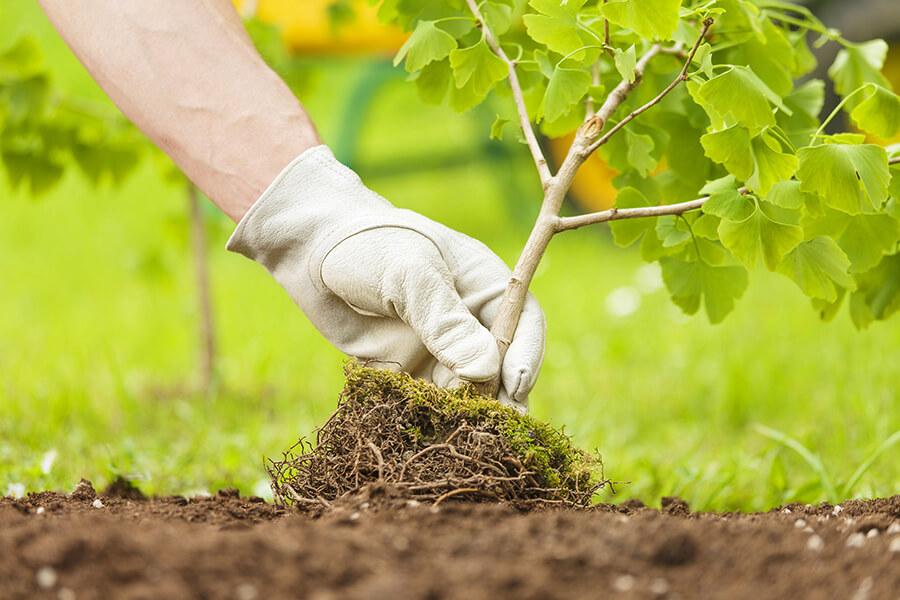 guerrilla-gardening