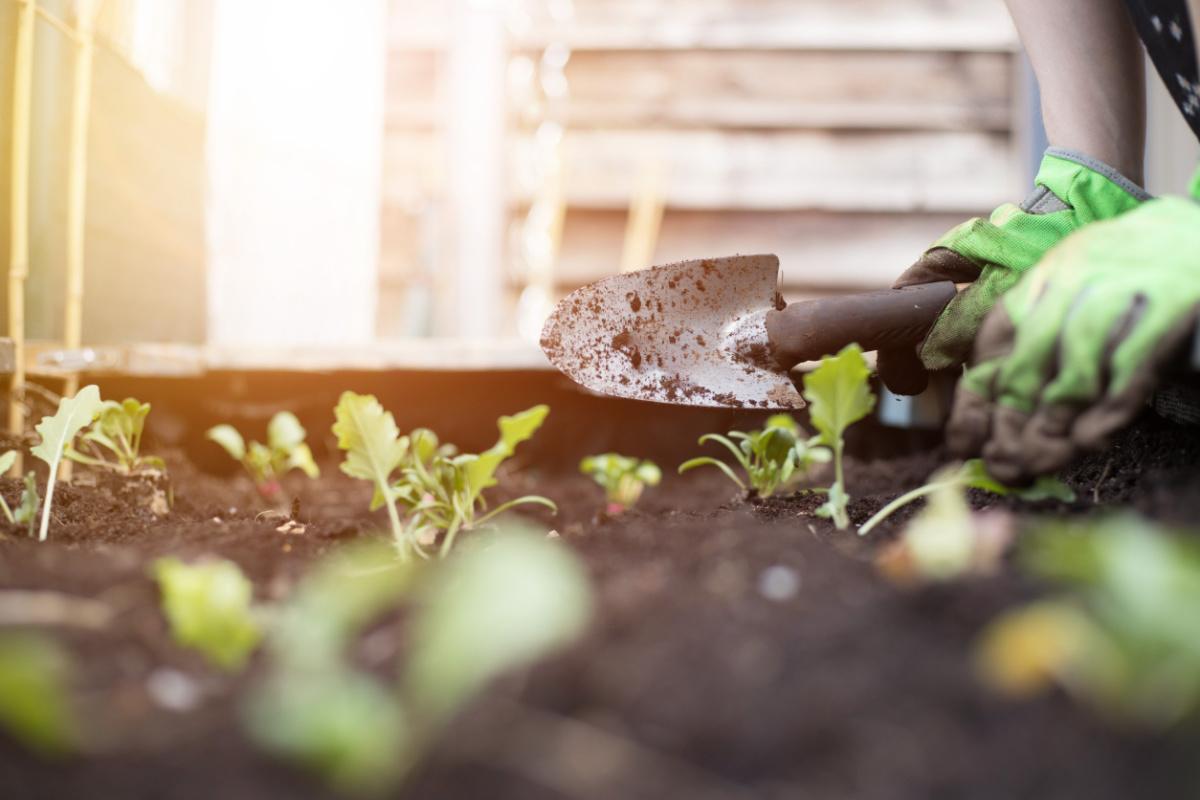 guerrilla-gardening