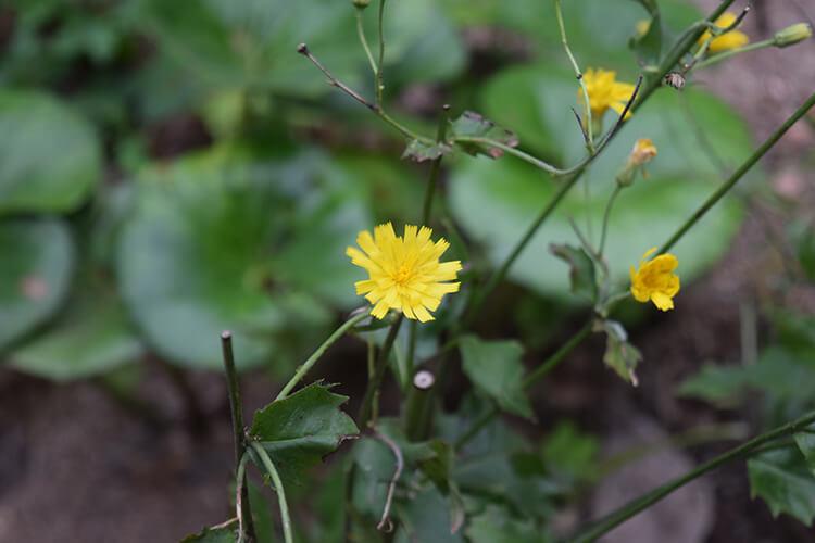 Hieracium australe