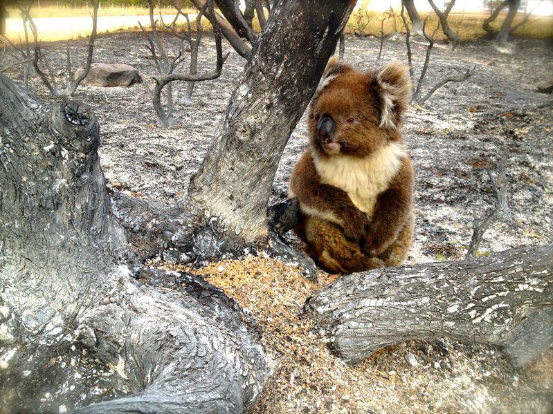 Koala-incendi-australia
