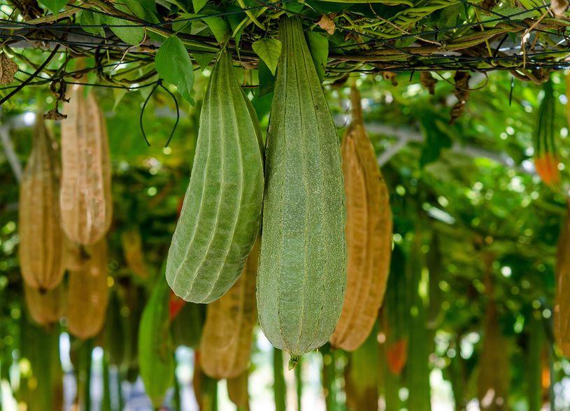 Luffa: una pianta con molti utilizzi 