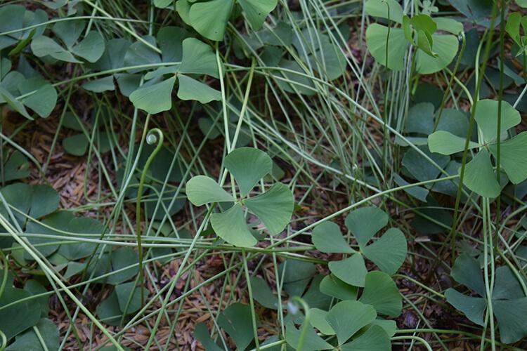 Marsilea Quadrifolia