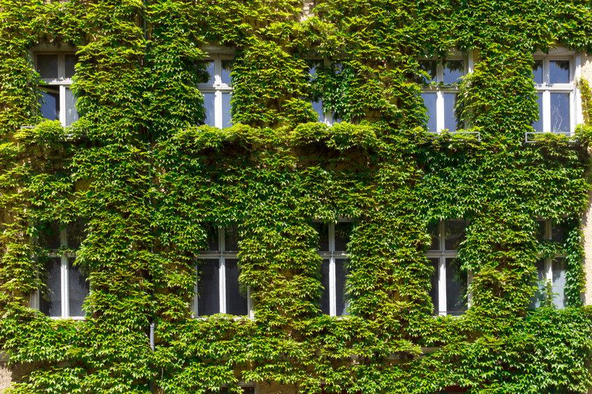 muri-vegetazione-riducono-dispersione-termica