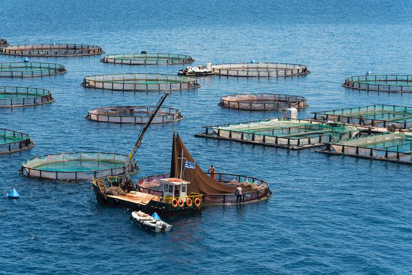 Attività di pesca nel Mediterraneo
