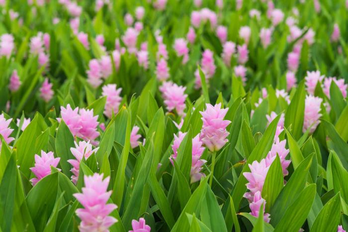 pianta-di-curcuma