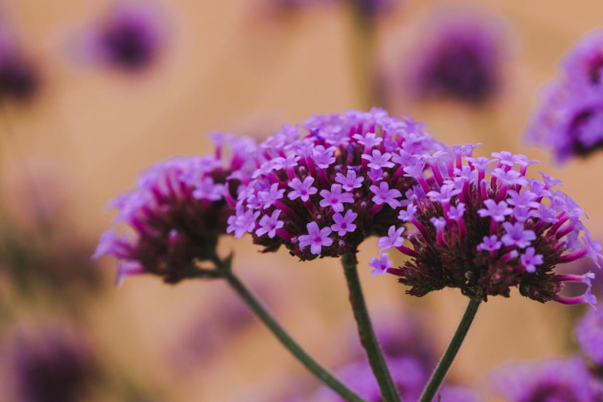 pianta-di-verbena