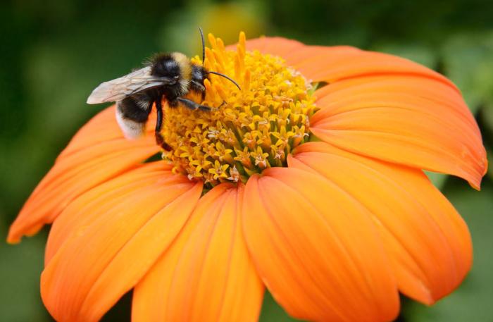 pigmentazione-fiori-e-global-warming