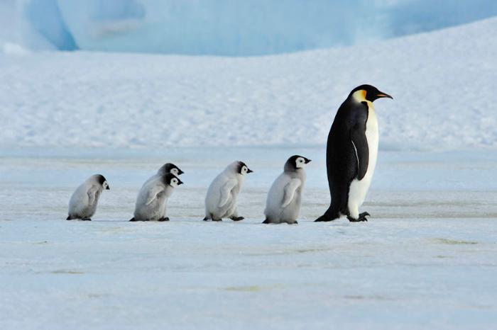 Risultato immagini per PINGUINI