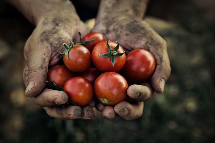 pomodori-caporalato