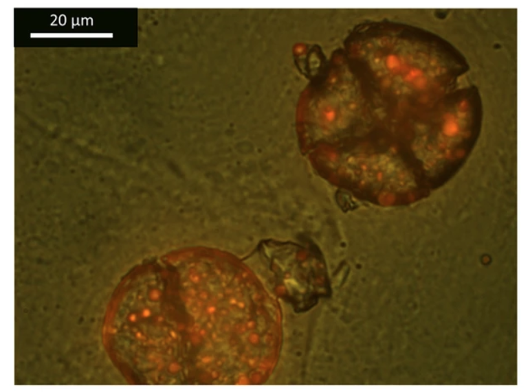 Crostacei e microplastiche