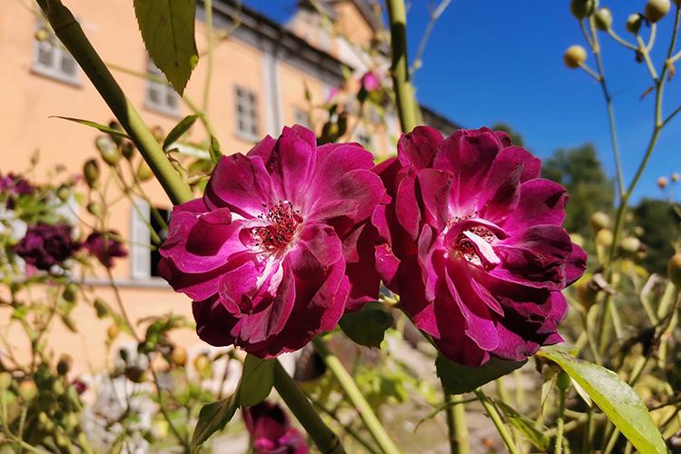 rosa-Burgundy-Iceberg