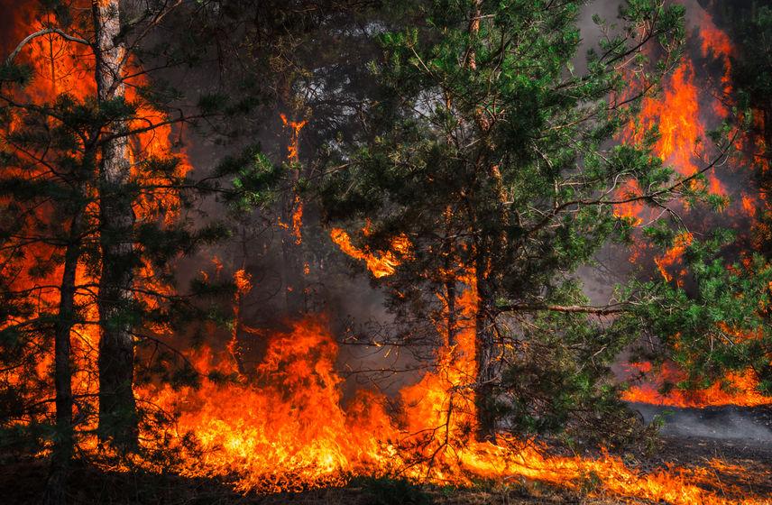 scienziati-clima-incendi