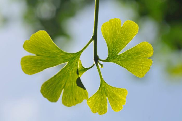 semi-ginkgo-biloba-hiroshima