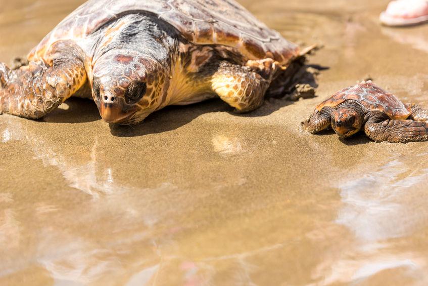 tartarughe-caretta-tartalove