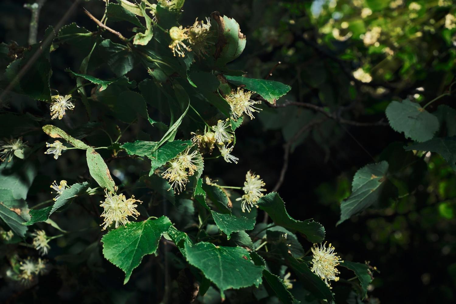 tilia-tomentosa