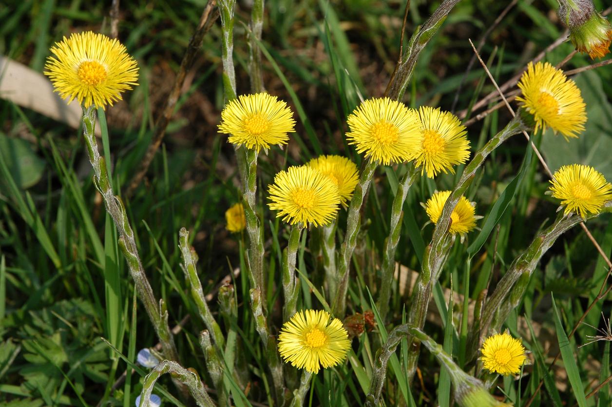 tussilago-farfara tussilago-farfara