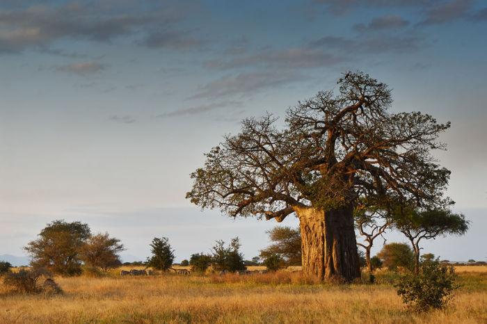 vegetazione-africana