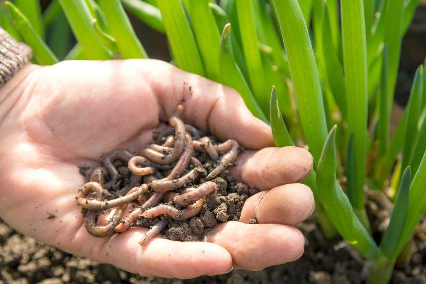 Vermicompost