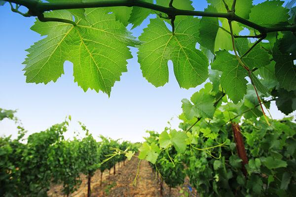 vino-california vino-california