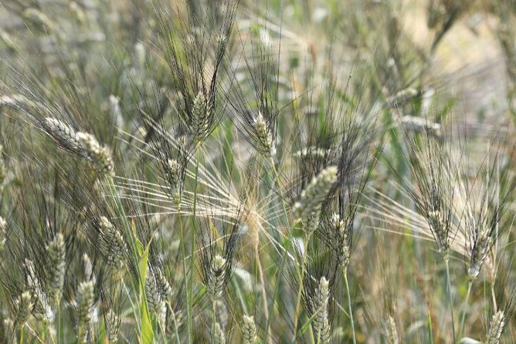 grano-senatore-cappelli