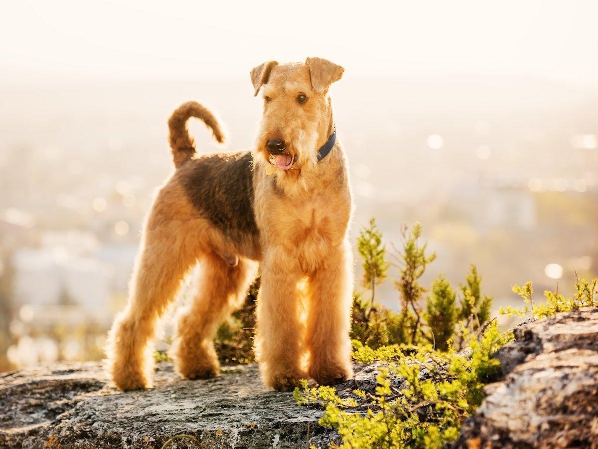 airedale-terrier