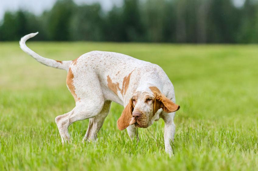 Cane razza Bracco Italiano