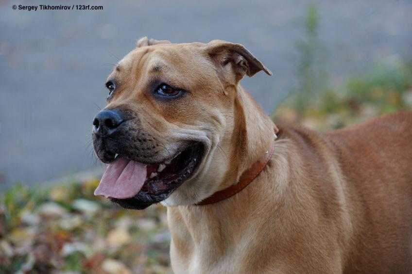 Dogo Canario