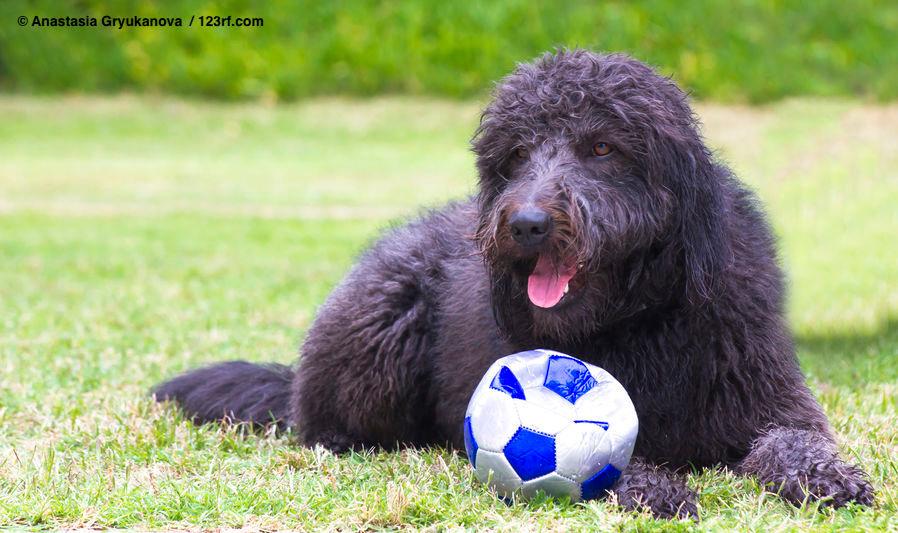 Cane da pastore catalano