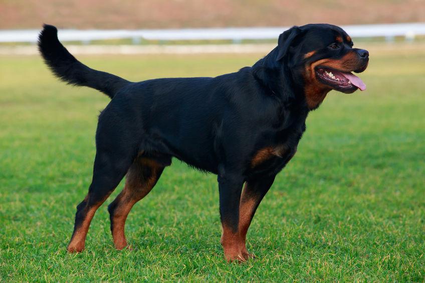 Rottweiler