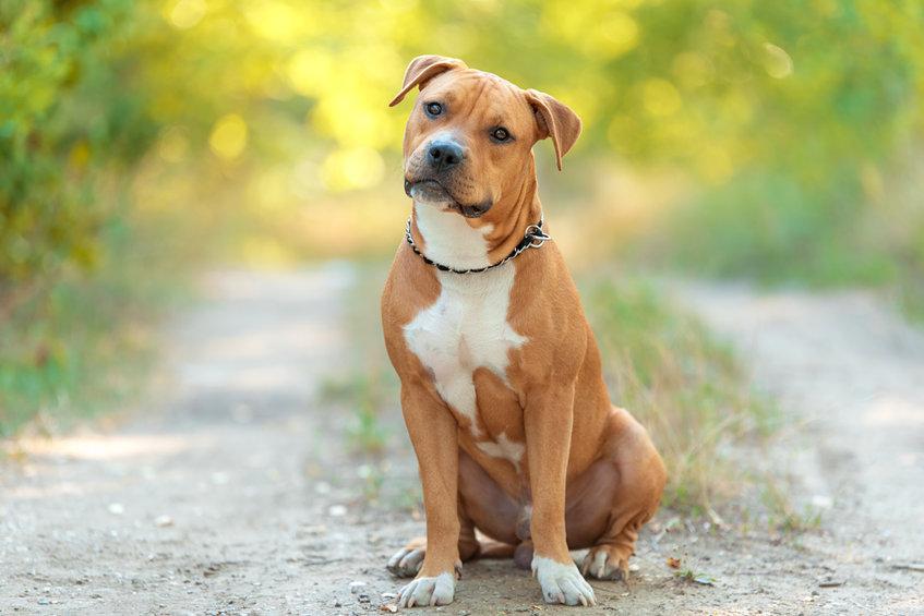 amstaff