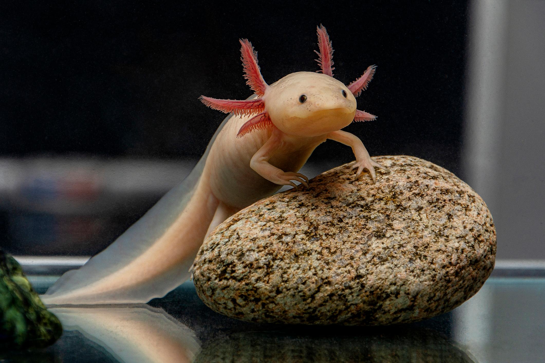 Axolotl Caratteristiche Cure Naturali it