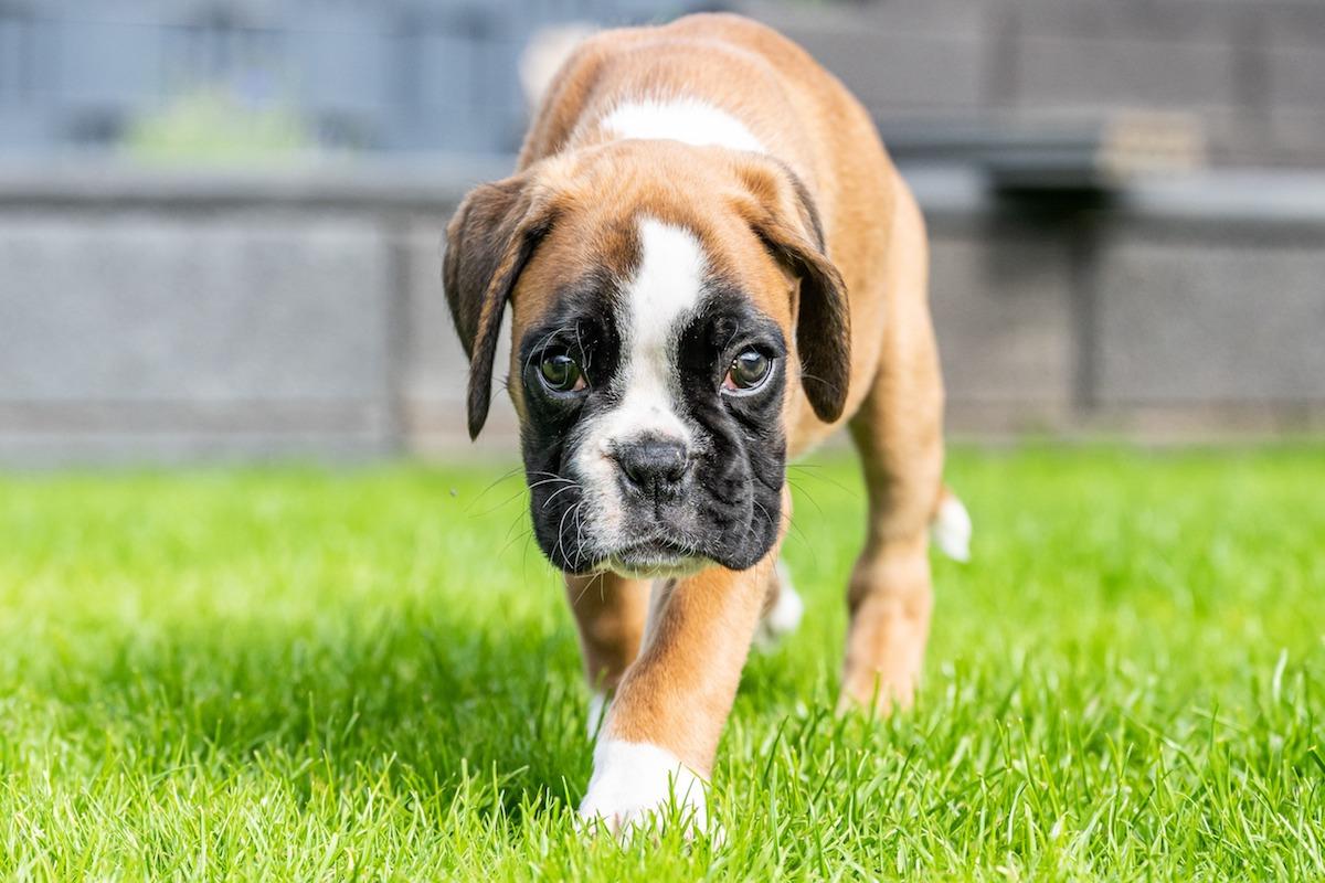 cucciolo-cane-boxer