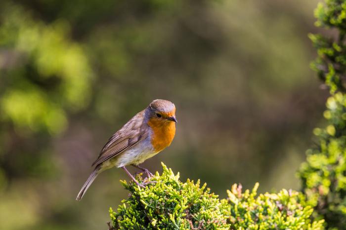 birdgardening