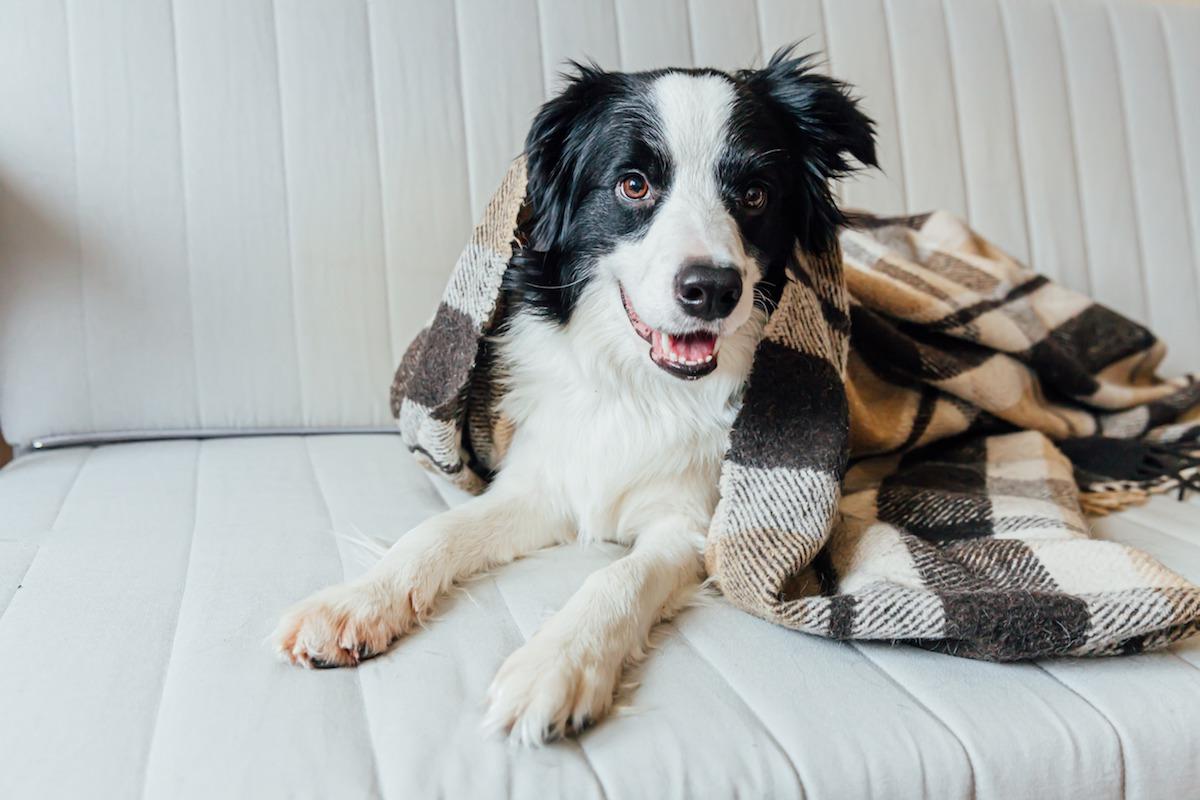 border-collie