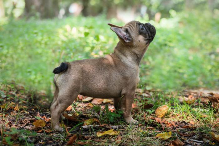 bouledogue-francese bouledogue-francese