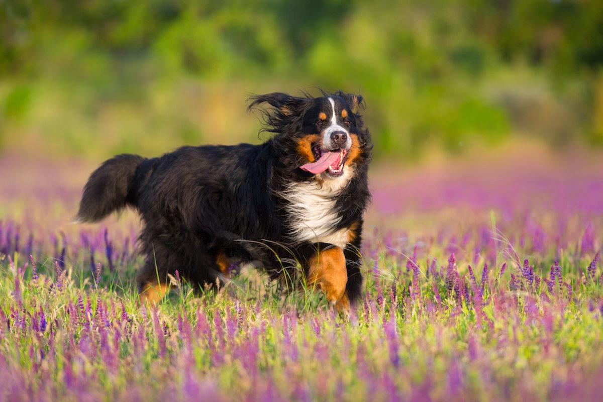 bovaro-del-bernese