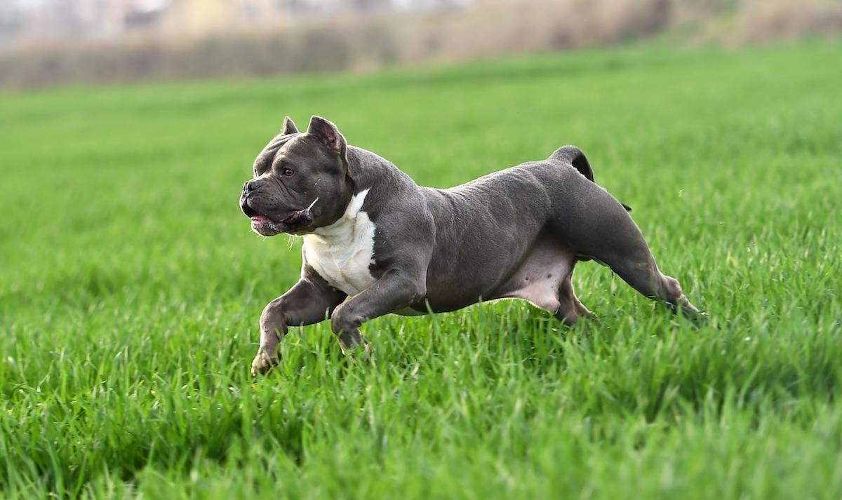 cane-american-bully